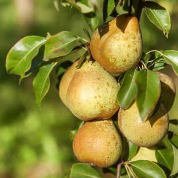 Pyrus communis Beurre d'Angleterre - Pear Tree