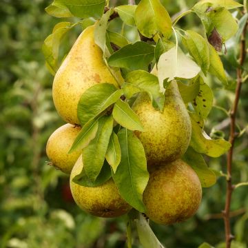 Pyrus communis Beurré d’Amanlis - Pear Tree