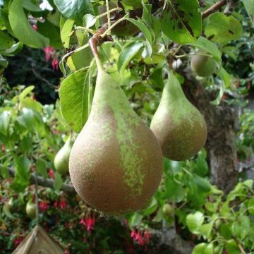 Pyrus communis Conférence - Organic Pear Tree