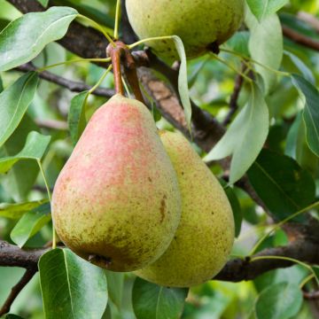 Pyrus communis Figue d’Alençon - Pear Tree