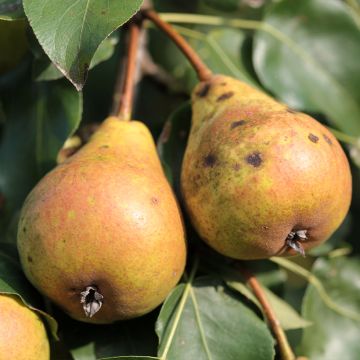 Pyrus communis Poire de Fisée - Pear Tree