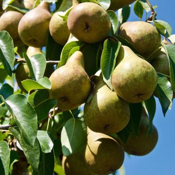 Pyrus communis Précoce de Trévoux - Pear Tree