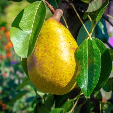 Pyrus communis Royal Vendée - Pear Tree