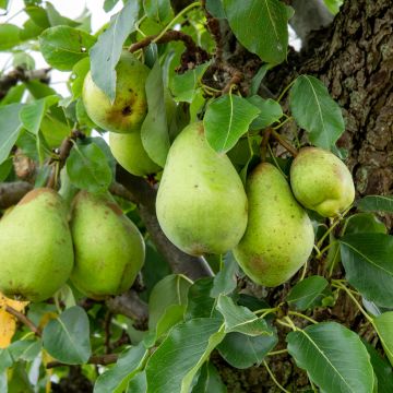 Pyrus communis Long Green Autumn - Pear Tree