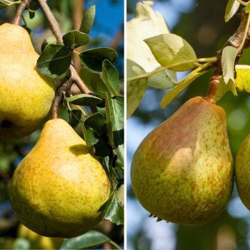 Duo of Pyrus communis William's and Louise Bonne of Jersey - pears