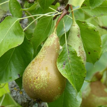 Pyrus communis Doyenné du Comice - U Shape Pear Tree