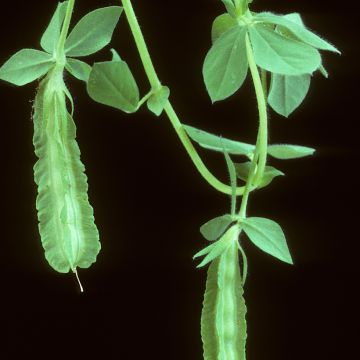 Lotus tetragonolobus - Asparagus Pea