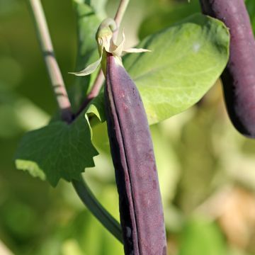 Pea Blauwschokker - Purple-podded