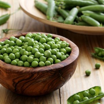 Express Climbing Peas with long pods (The Generous) - Vilmorin seeds