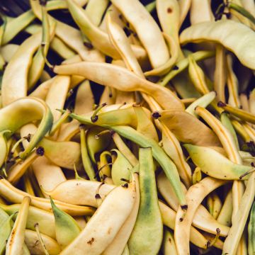 Golden Sweet Climbing Mangetout Peas