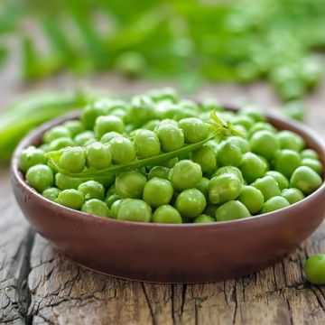 Pois à rame à grain rond Roi des conserves - Vilmorin