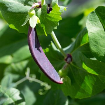 Shiraz climbing mangetout peas