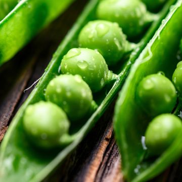 Pea Telephone with wrinkled grains - Vilmorin seeds