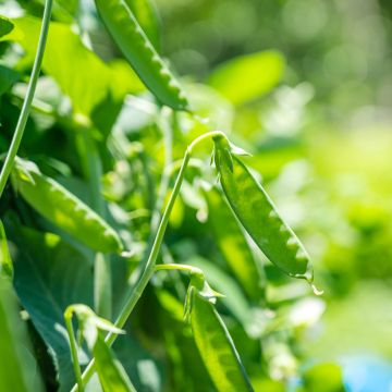 Mangetout Pea Vroege Hendriks