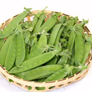 Mangetout Pea Carouby de Maussane