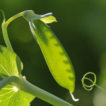 Mangetout Pea Carouby de Maussane - Vilmorin Seeds