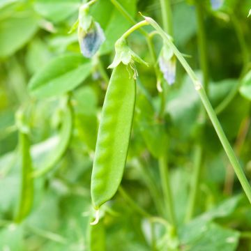 Pois mangetout Normand - Vilmorin