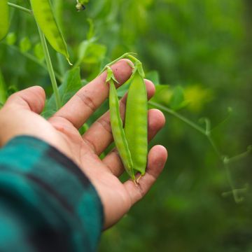 Oregon Sugar Pod semi-climbing mangetout peas