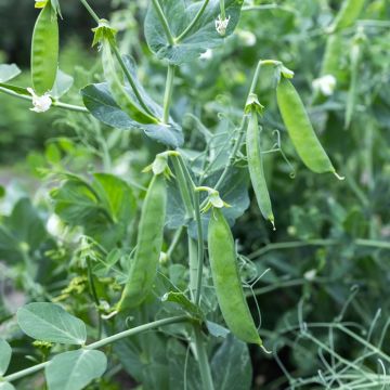 Pois nain Bamby mangetout - Pisum sativum