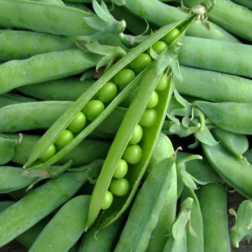 Dwarf Pea Karina - Ferme de Sainte Marthe Seeds