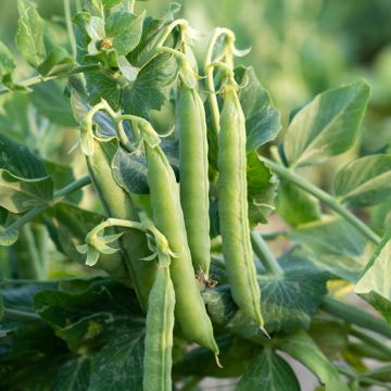 Dwarf Pea Kelmerveil - Vilmorin Seeds