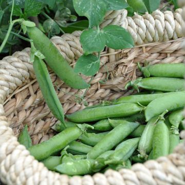 Kelvedon Wonder Dwarf Pea (wrinkled seeds)