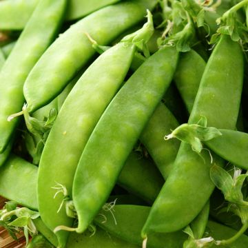 Dwarf Mangetout Pea Norli - Ferme de Sainte Marthe Seeds