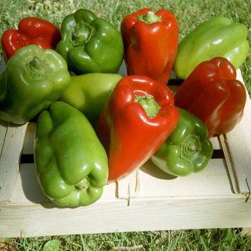 Sweet Pepper California Wonder - Ferme de Sainte Marthe Seeds