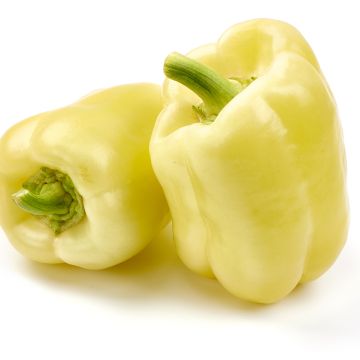 White Bell Pepper - Capsicum annuum