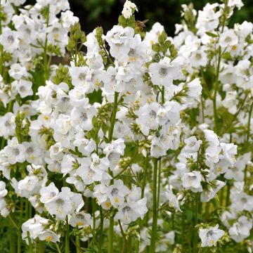 Polemonium yezoense Halfway to Paradise