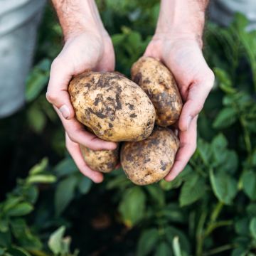 Potatoes Laurette