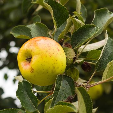 Apple Tree Bonne Hotture - Malus domestica