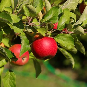 Apple Tree Jonathan - Malus domestica