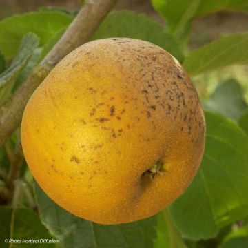 Apple Tree Patte de Loup - Malus domestica