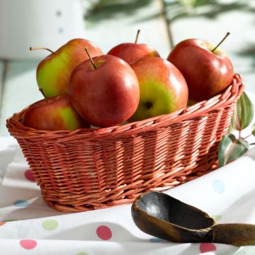 Apple Tree Harvest Apple - Georges Delbard