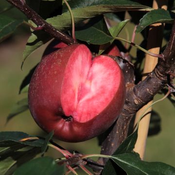 Apple Tree Red Merylinn - Malus domestica