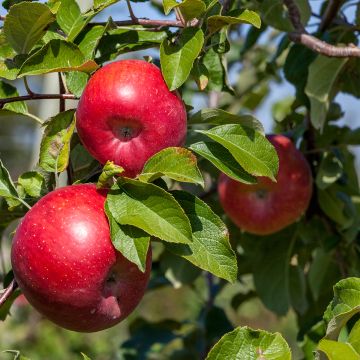 Apple Tree Reinette Etoilée - Malus domestica