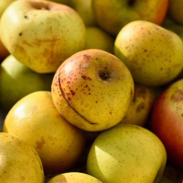 Cider Apple Tree Douce Coët Ligné - Malus domestica