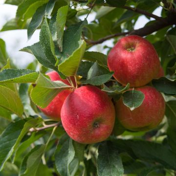 Dwarf Apple Tree Fruit Me Apple Me Elstar