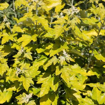 Populus alba Richardii - White Poplar