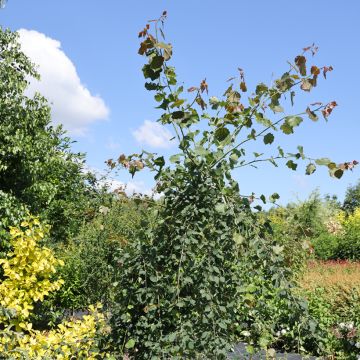 Populus tremula Pendula - Aspen