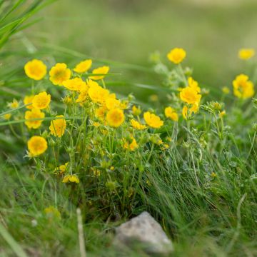 Potentilla aurea  - Potentille dorée