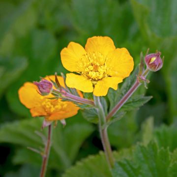 Potentilla megalantha - Cinquefoil