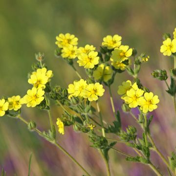 Potentilla recta Warrenii - Potentille érigée Warrenii