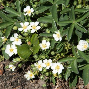 Potentilla tridentata Nuuk - Potentille vivace