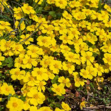 Potentilla verna - Potentille de printemps