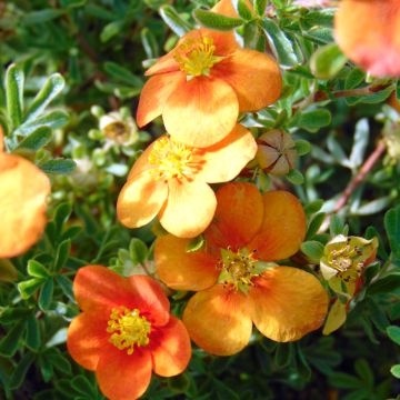 Potentilla fruticosa Hopleys Orange - Shrubby Cinquefoil