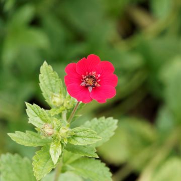 Potentilla Gibsons Scarlet - Cinquefoil