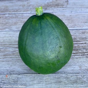 Peruvian Squash - Ferme de Sainte Marthe Seeds