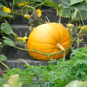 Pumpkin Yellow Paris - Vilmorin Seeds